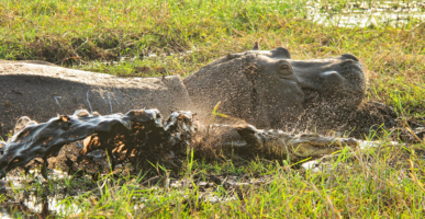 Hippo and Croc, Chobe Botswana
