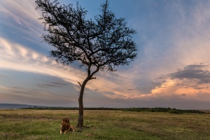 Lion in the landscape at sunset 