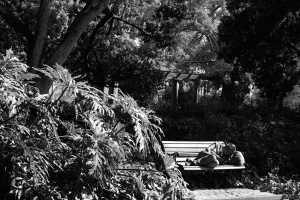 Park bench, company gardens, Cape Town