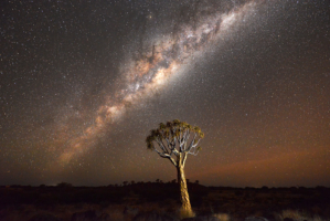 Quiver tree with beautiful Milkyway, Namibia 