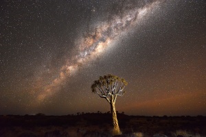 Quiver tree with beautiful Milkyway, Namibia