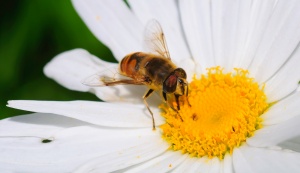 Macro of Bee with fly on nose, Cape Town, RSA