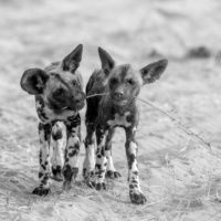Playing Wild dog puppies, Sandibe, Botswana 