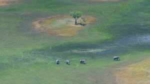 Aerial view of elephant,  Okavango Delta