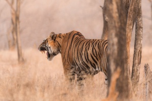 Tiger in the woods, Ranthambore NP, India