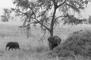 2 elephant, 2 leopard, clear winner, Serengeti