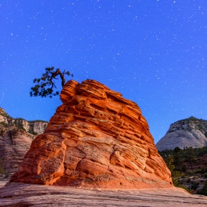 Lone Tree with stars Zion National Park
