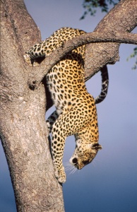 A leopard gracefully climbs down a tree, Sabi Sands, South Africa