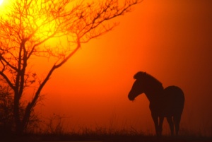 Zebra Mohawk Sunset, Kruger National Park