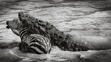 Mara river, zebra been eaten