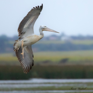 Pink Backed Pelican in Flight. Zululand Pans