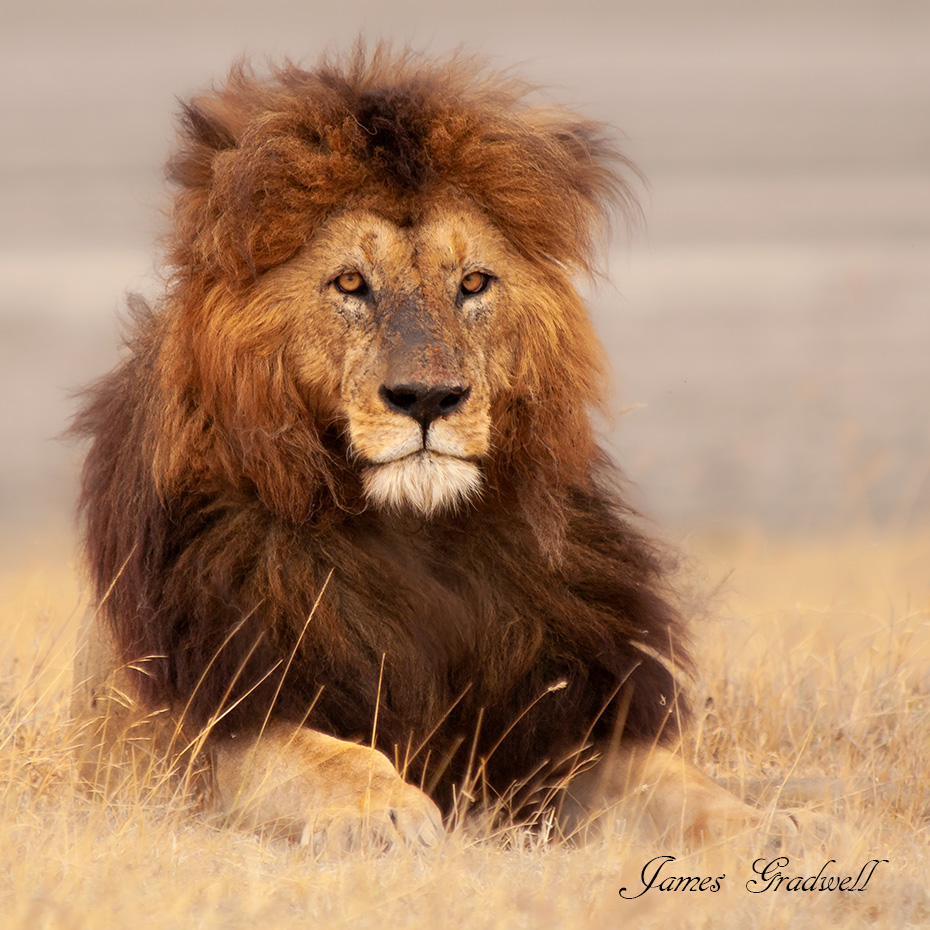 Regal male lion Ngoro ngoro crater