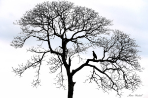 Eagle in a bare tree with no leaves, winter.