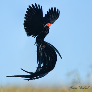 Long tailed widow bird in flight, full breeding plumage