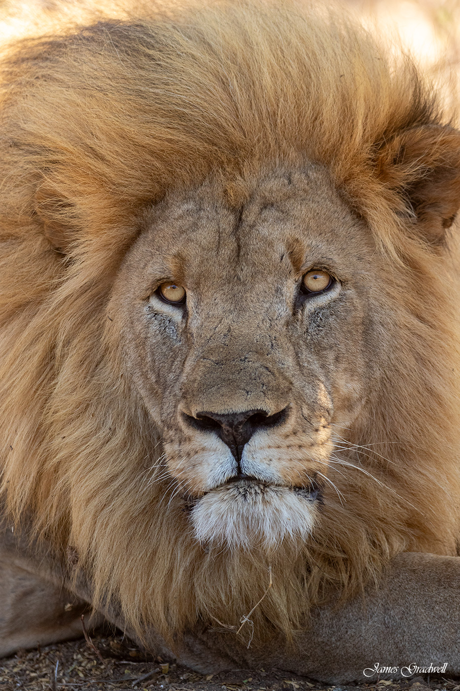 A beautiful Blonde Maned lion from Madikwe Game Reserve