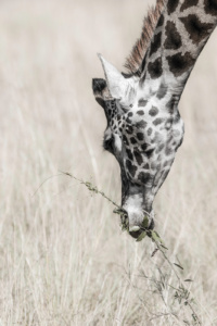 Giraffe Portrait Giraffe feeding from a different perspective, Kenya