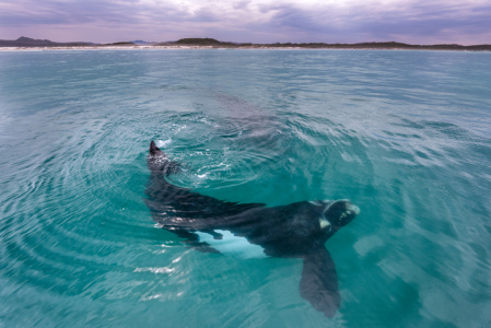 Calm Waters Southern Right whale in perfect calm waters Gansbaai, South Africa