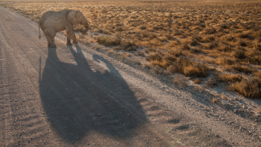 Little elephant, big shadow Little elephant, big shadow, Etosha, Namibia