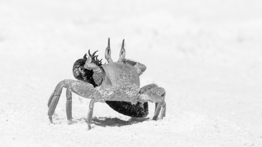 Stalk Eyed Crab Stalk eyed crab in Seychelles with millipede skeleton