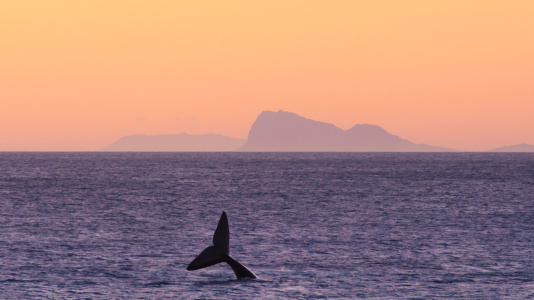 Whale Tale This southern right whales about to dive deep, De Kelders South Africa