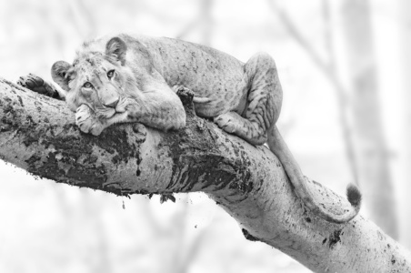 Eye to eye monochrome, lion in tree, beautiful picture, Kenya, Lake Nakuru, wildlife photography