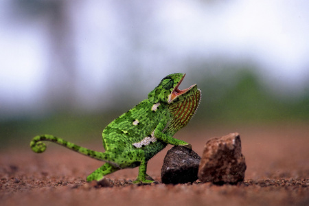 "Having his say". Flapped Neck Chameleon. Kruger Park Chameleon