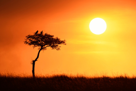Vulture Sunset, Masaii Mara Perched vultures with smoky Masai Mara sunset