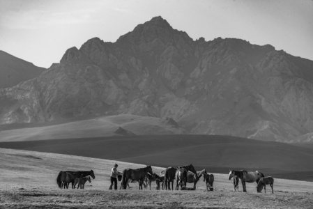 Kyrgyzstan Horse Milking Kyrgyzstan Horse Milking