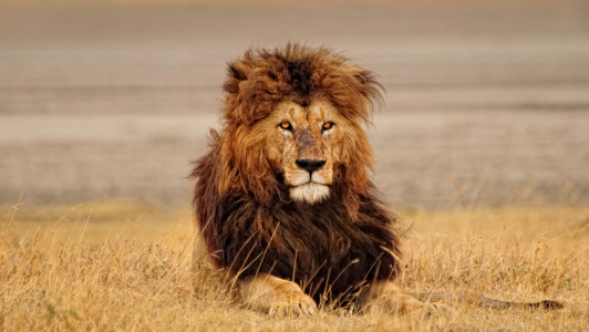 The King Regal male lion Ngoro ngoro crater