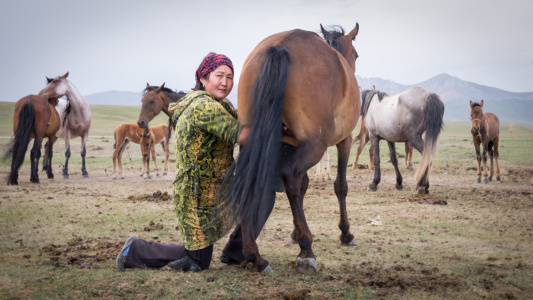 Horse Milking Portrait of a Horse Milker, Kyrgyzstan