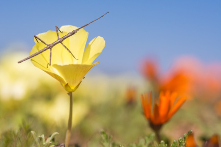 Stick Insect in the flowers, Namaqualand Stick Insect in the flowers, Namaqualand