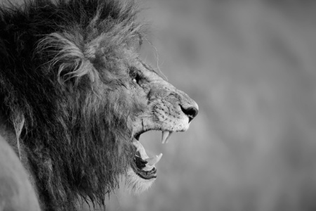 Scar Snarl Scar a famous Masa Lion Doing Flehman