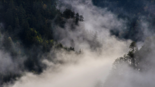 China Valley Mist Mist thru the Valley of Mist thru the valley of trees, China