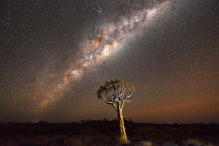 Quiver tree milkyway, Namibia Quiver tree with beautiful Milkyway, Namibia