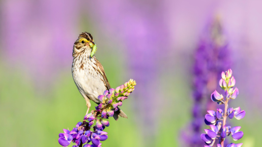 "Worm meal" Warbler in Lupines, New England, USA Warbler in Lupine Flowers, New England, USA