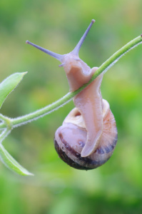 Snail Pose Unusual position of snail, western Cape, RSA