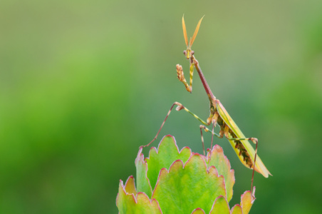 Praying Mantis Praying Mantis cleaning itself, Western Cape, RSA