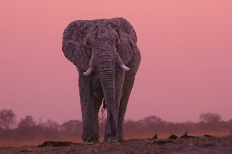 Botswana Elephant Sunset Botswana Elephant Sunset, Savuti