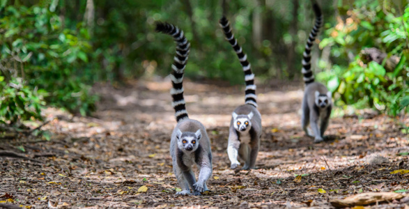 Ring tailed Lemurs Ring tailed Lemurs taken in a wildlife sanctuary