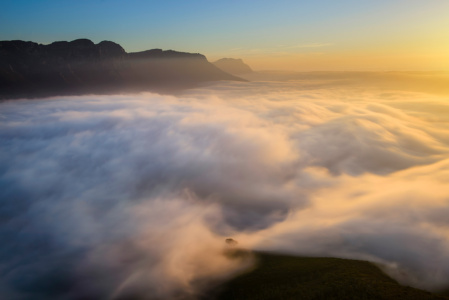 Lone Tree in the mist Mist swirls around a lone tree, Cape Town
