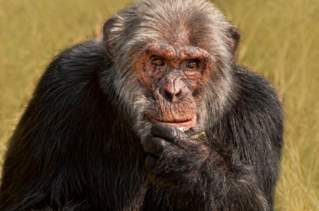 The thinker Chimpanzee portrait, Uganda