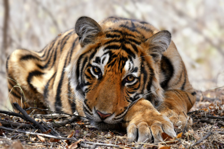 Sleepy Tiger Sleepy Tiger Portrait, Ranthambore, India