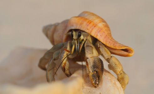 Hermit Crab Curious Hermit Crab, Seychelles
