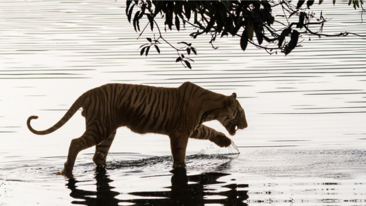 Delicate paws Tiger entering water slowly, Ranthambore, India