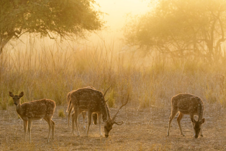 Chital sunrise Ranthambore National Park Chital sunrise Ranthambore