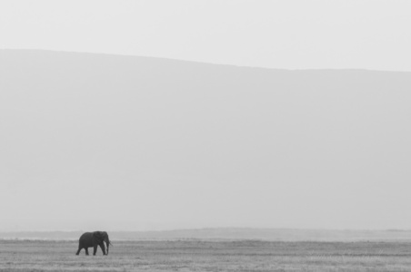Lone Elephant Ngoro ngor Lone Elephant Ngoro ngoro crater