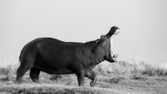 Open wide Angry Hippo on banks of Chobe river, Botswana