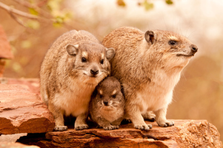 Hyrax cuddle Hyrax cuddle, Kenya