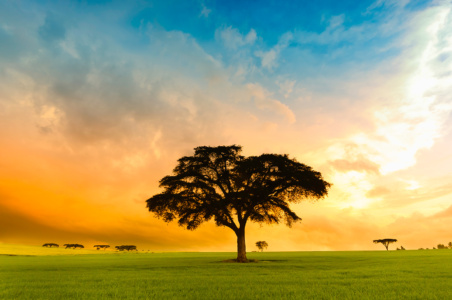 Kenya tea plantation Sunsets on a lone tree Kenya tea plantation, Nakuru region
