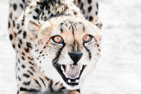 Cheetah Snarl Cheetah on a kill, this is on a semi wild reserve, Namibia